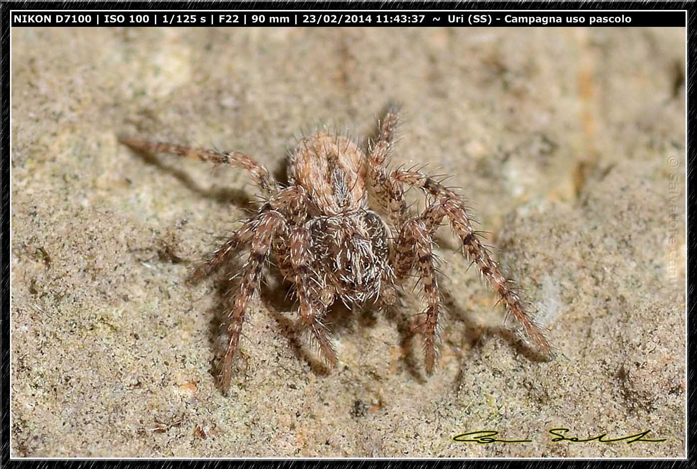 Thanatus sp. - Monte Santu Pedru (Alghero, SS)